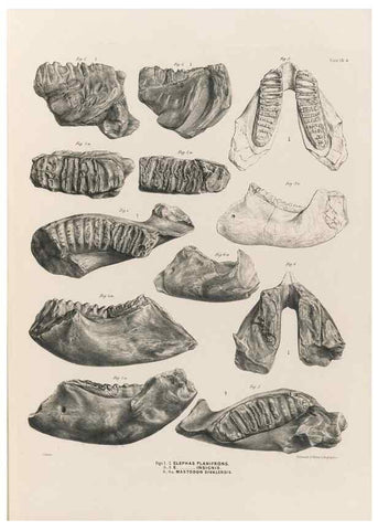 Reproducción/Reproduction 49227740506: Fauna antiqua sivalensis, being the fossil zoology of the Sewalik Hills, in the north of India. London :Smith, Elder and Co.,1846.. 