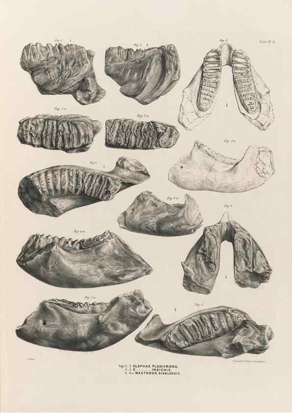 Reproducción/Reproduction 49227740506: Fauna antiqua sivalensis, being the fossil zoology of the Sewalik Hills, in the north of India. London :Smith, Elder and Co.,1846.. 
