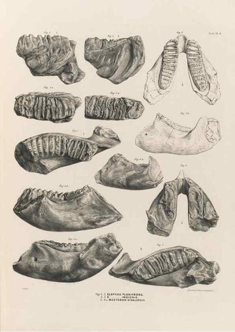 Reproducción/Reproduction 49227740506: Fauna antiqua sivalensis, being the fossil zoology of the Sewalik Hills, in the north of India. London :Smith, Elder and Co.,1846.. 
