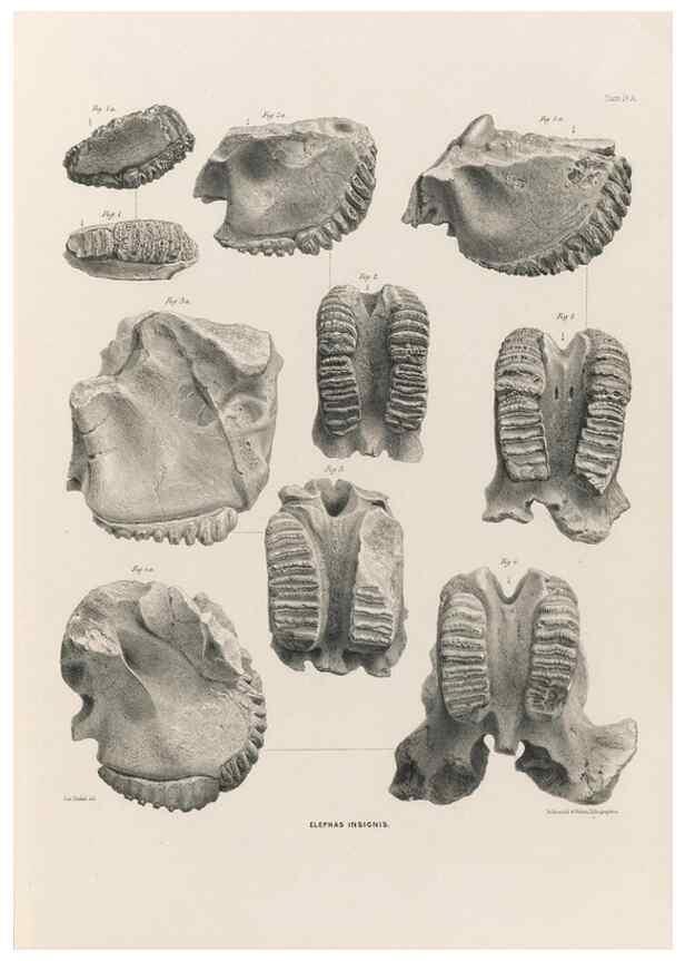 Reproducción/Reproduction 49227740851: Fauna antiqua sivalensis, being the fossil zoology of the Sewalik Hills, in the north of India. London :Smith, Elder and Co.,1846.. 