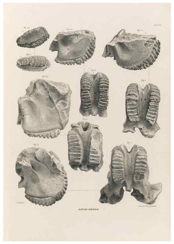 Reproducción/Reproduction 49227740851: Fauna antiqua sivalensis, being the fossil zoology of the Sewalik Hills, in the north of India. London :Smith, Elder and Co.,1846.. 