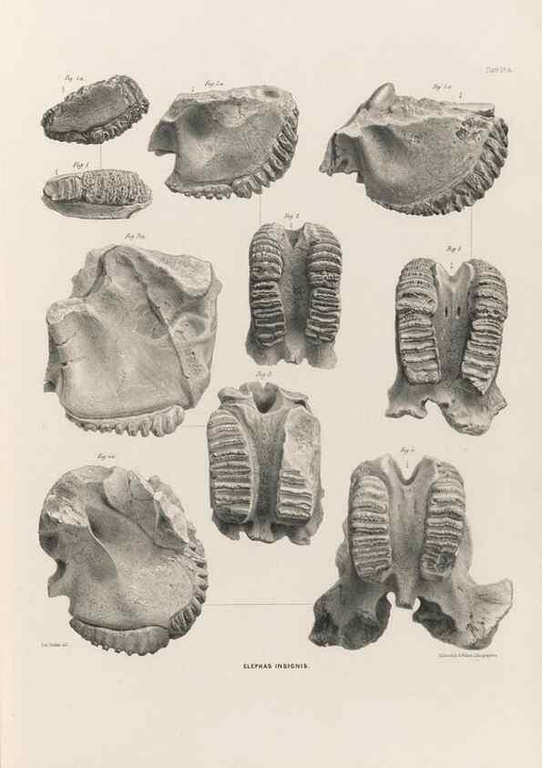 Reproducción/Reproduction 49227740851: Fauna antiqua sivalensis, being the fossil zoology of the Sewalik Hills, in the north of India. London :Smith, Elder and Co.,1846.. 