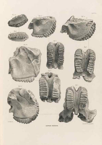 Reproducción/Reproduction 49227740851: Fauna antiqua sivalensis, being the fossil zoology of the Sewalik Hills, in the north of India. London :Smith, Elder and Co.,1846.. 