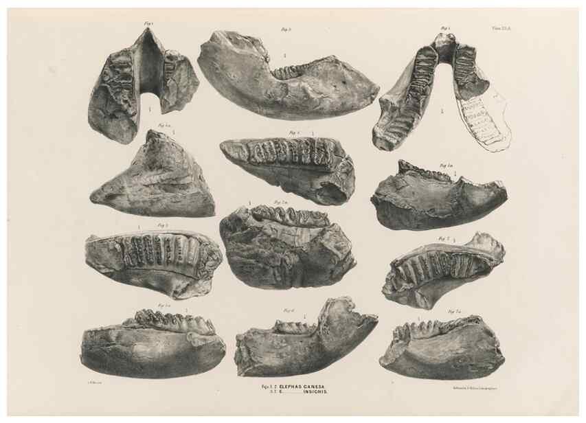 Reproducción/Reproduction 49227270438: Fauna antiqua sivalensis, being the fossil zoology of the Sewalik Hills, in the north of India. London :Smith, Elder and Co.,1846.. 
