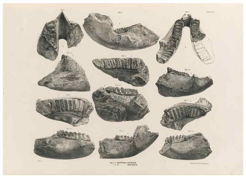 Reproducción/Reproduction 49227270438: Fauna antiqua sivalensis, being the fossil zoology of the Sewalik Hills, in the north of India. London :Smith, Elder and Co.,1846.. 