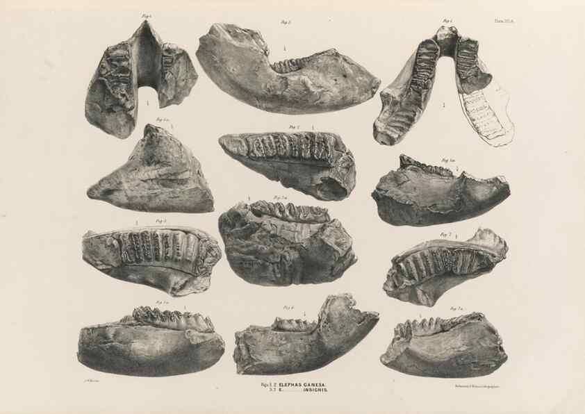 Reproducción/Reproduction 49227270438: Fauna antiqua sivalensis, being the fossil zoology of the Sewalik Hills, in the north of India. London :Smith, Elder and Co.,1846.. 