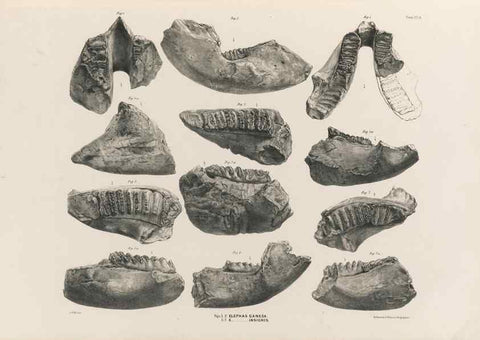 Reproducción/Reproduction 49227270438: Fauna antiqua sivalensis, being the fossil zoology of the Sewalik Hills, in the north of India. London :Smith, Elder and Co.,1846.. 