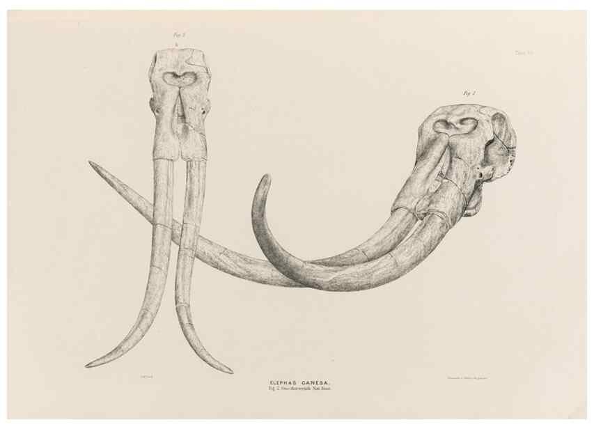 Reproducción/Reproduction 49227741711: Fauna antiqua sivalensis, being the fossil zoology of the Sewalik Hills, in the north of India. London :Smith, Elder and Co.,1846.. 