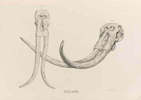 Reproducción/Reproduction 49227741711: Fauna antiqua sivalensis, being the fossil zoology of the Sewalik Hills, in the north of India. London :Smith, Elder and Co.,1846.. 