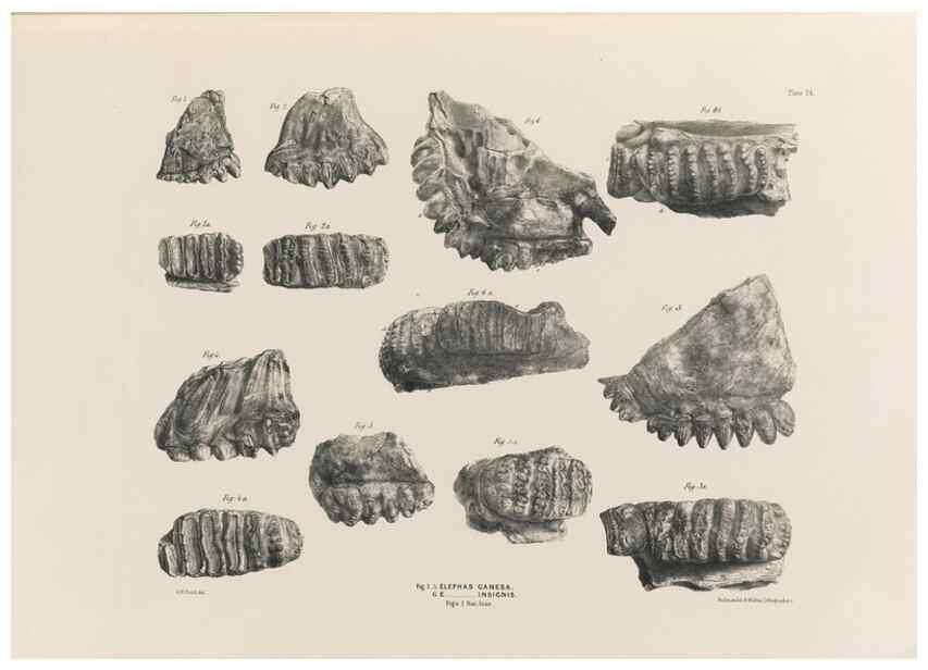 Reproducción/Reproduction 49227742151: Fauna antiqua sivalensis, being the fossil zoology of the Sewalik Hills, in the north of India. London :Smith, Elder and Co.,1846.. 