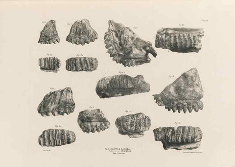 Reproducción/Reproduction 49227742151: Fauna antiqua sivalensis, being the fossil zoology of the Sewalik Hills, in the north of India. London :Smith, Elder and Co.,1846.. 