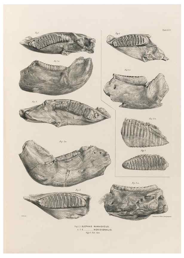 Reproducción/Reproduction 49227739116: Fauna antiqua sivalensis, being the fossil zoology of the Sewalik Hills, in the north of India. London :Smith, Elder and Co.,1846.. 