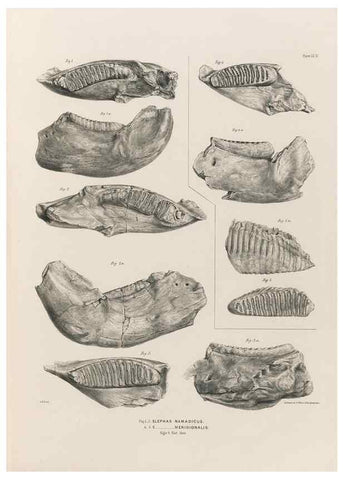 Reproducción/Reproduction 49227739116: Fauna antiqua sivalensis, being the fossil zoology of the Sewalik Hills, in the north of India. London :Smith, Elder and Co.,1846.. 