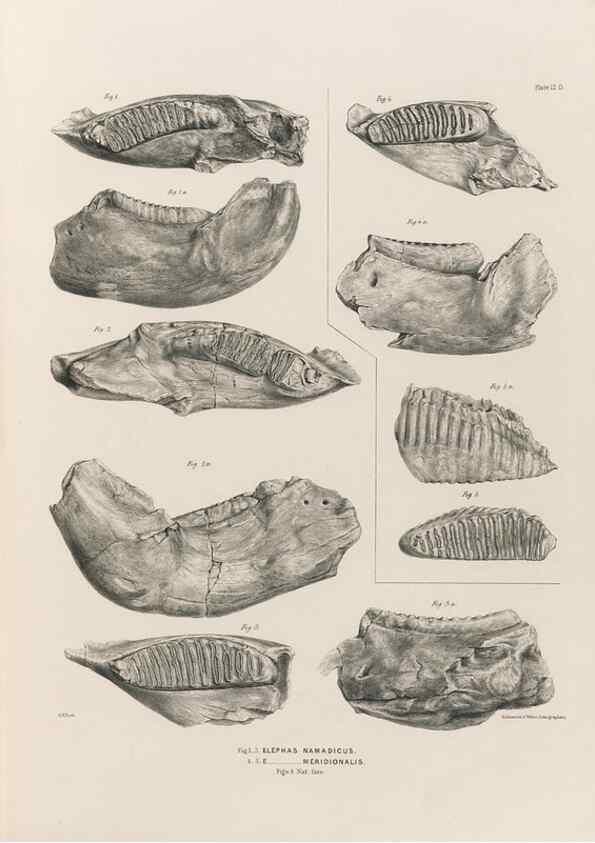 Reproducción/Reproduction 49227739116: Fauna antiqua sivalensis, being the fossil zoology of the Sewalik Hills, in the north of India. London :Smith, Elder and Co.,1846.. 