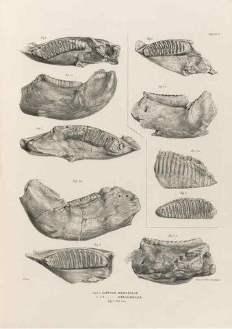 Reproducción/Reproduction 49227739116: Fauna antiqua sivalensis, being the fossil zoology of the Sewalik Hills, in the north of India. London :Smith, Elder and Co.,1846.. 