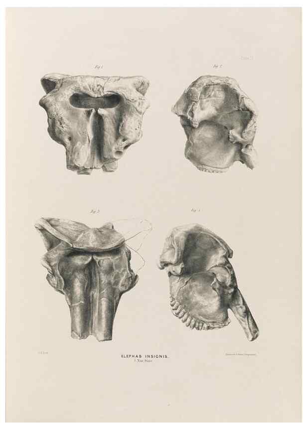 Reproducción/Reproduction 49227735346: Fauna antiqua sivalensis, being the fossil zoology of the Sewalik Hills, in the north of India. London :Smith, Elder and Co.,1846.. 