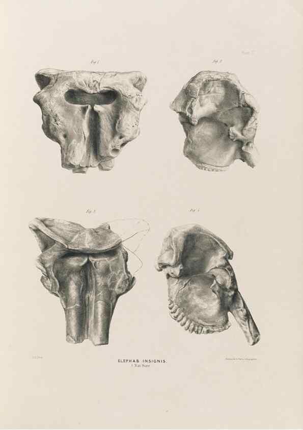 Reproducción/Reproduction 49227735346: Fauna antiqua sivalensis, being the fossil zoology of the Sewalik Hills, in the north of India. London :Smith, Elder and Co.,1846.. 