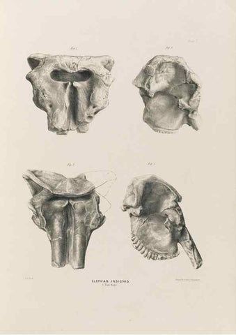 Reproducción/Reproduction 49227735346: Fauna antiqua sivalensis, being the fossil zoology of the Sewalik Hills, in the north of India. London :Smith, Elder and Co.,1846.. 