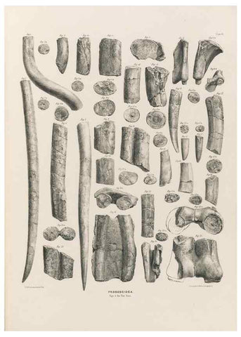 Reproducción/Reproduction 49227750936: Fauna antiqua sivalensis, being the fossil zoology of the Sewalik Hills, in the north of India. London :Smith, Elder and Co.,1846.. 
