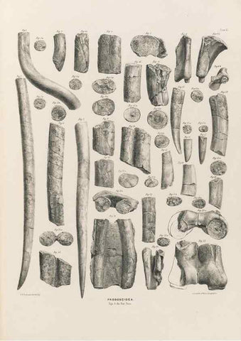 Reproducción/Reproduction 49227750936: Fauna antiqua sivalensis, being the fossil zoology of the Sewalik Hills, in the north of India. London :Smith, Elder and Co.,1846.. 