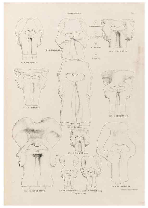 Reproducción/Reproduction 49227751776: Fauna antiqua sivalensis, being the fossil zoology of the Sewalik Hills, in the north of India. London :Smith, Elder and Co.,1846.. 