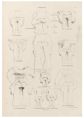 Reproducción/Reproduction 49227751776: Fauna antiqua sivalensis, being the fossil zoology of the Sewalik Hills, in the north of India. London :Smith, Elder and Co.,1846.. 