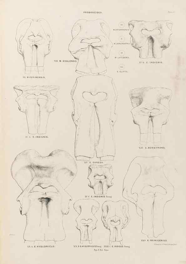 Reproducción/Reproduction 49227751776: Fauna antiqua sivalensis, being the fossil zoology of the Sewalik Hills, in the north of India. London :Smith, Elder and Co.,1846.. 