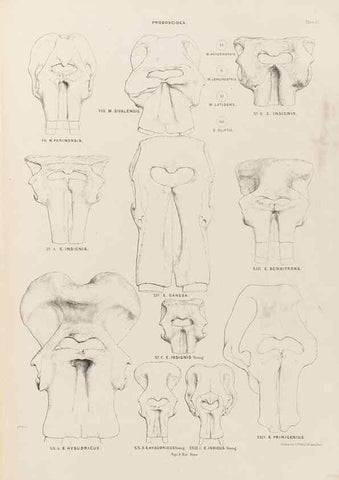 Reproducción/Reproduction 49227751776: Fauna antiqua sivalensis, being the fossil zoology of the Sewalik Hills, in the north of India. London :Smith, Elder and Co.,1846.. 