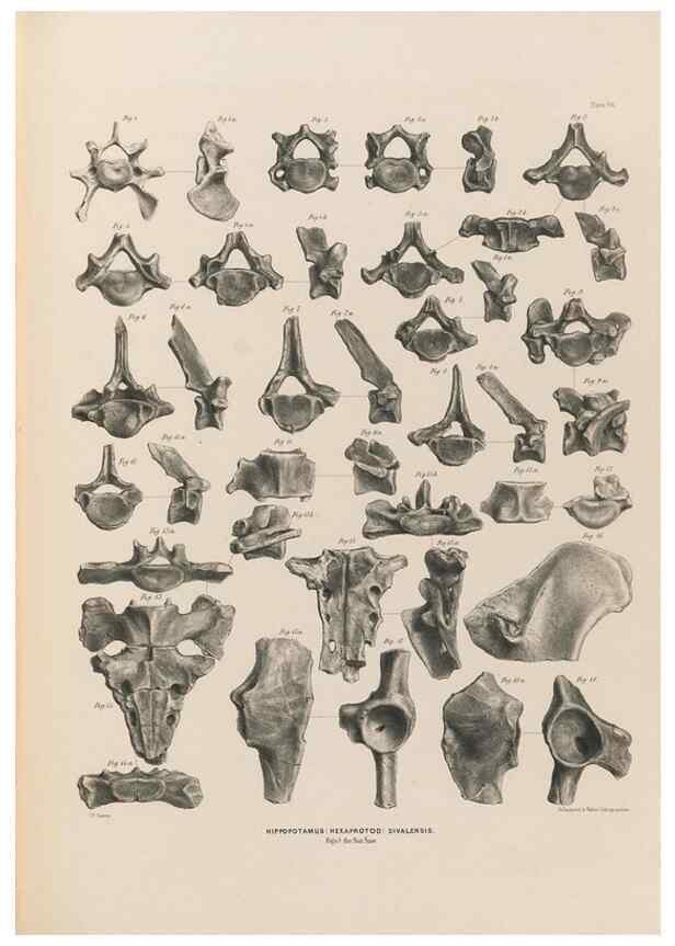Reproducción/Reproduction 49227777971: Fauna antiqua sivalensis, being the fossil zoology of the Sewalik Hills, in the north of India. London :Smith, Elder and Co.,1846.. 