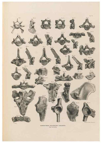 Reproducción/Reproduction 49227777971: Fauna antiqua sivalensis, being the fossil zoology of the Sewalik Hills, in the north of India. London :Smith, Elder and Co.,1846.. 