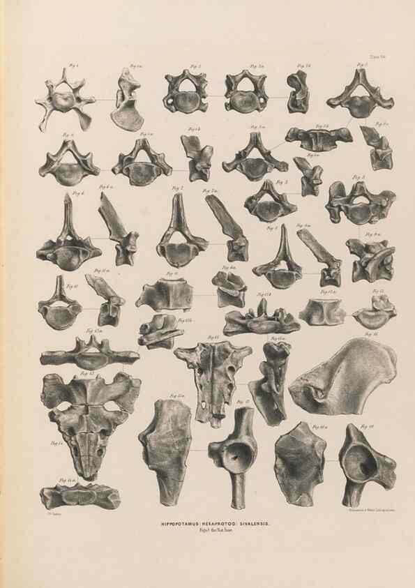 Reproducción/Reproduction 49227777971: Fauna antiqua sivalensis, being the fossil zoology of the Sewalik Hills, in the north of India. London :Smith, Elder and Co.,1846.. 