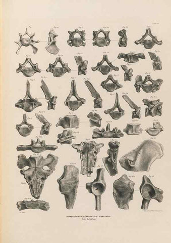 Reproducción/Reproduction 49227777971: Fauna antiqua sivalensis, being the fossil zoology of the Sewalik Hills, in the north of India. London :Smith, Elder and Co.,1846.. 