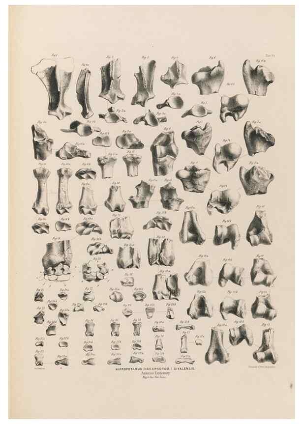 Reproducción/Reproduction 49227778491: Fauna antiqua sivalensis, being the fossil zoology of the Sewalik Hills, in the north of India. London :Smith, Elder and Co.,1846.. 