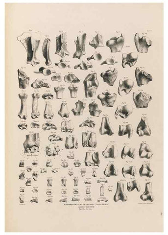 Reproducción/Reproduction 49227778491: Fauna antiqua sivalensis, being the fossil zoology of the Sewalik Hills, in the north of India. London :Smith, Elder and Co.,1846.. 