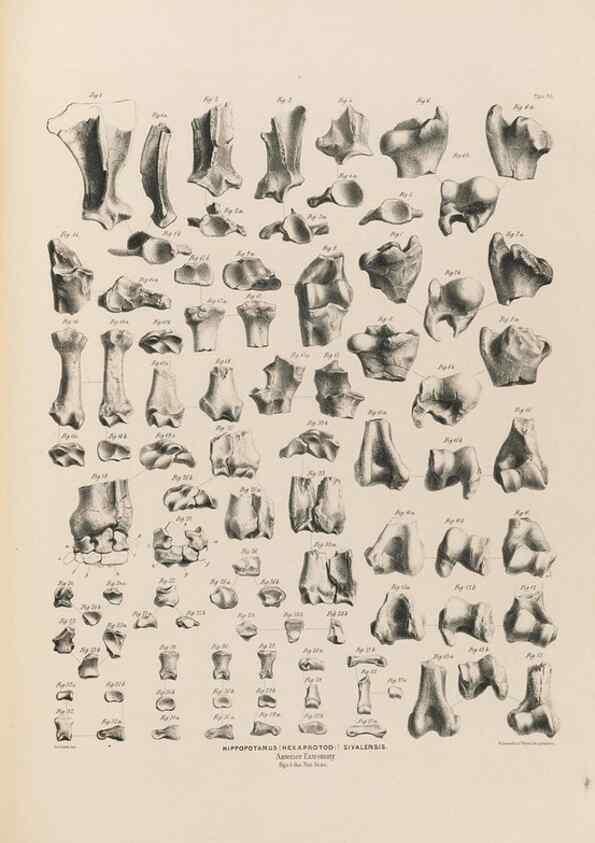 Reproducción/Reproduction 49227778491: Fauna antiqua sivalensis, being the fossil zoology of the Sewalik Hills, in the north of India. London :Smith, Elder and Co.,1846.. 