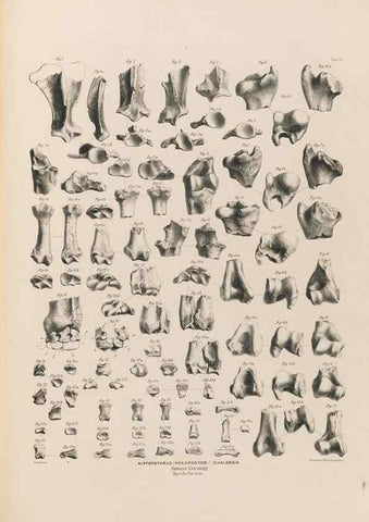 Reproducción/Reproduction 49227778491: Fauna antiqua sivalensis, being the fossil zoology of the Sewalik Hills, in the north of India. London :Smith, Elder and Co.,1846.. 