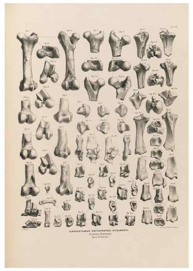 Reproducción/Reproduction 49227308143: Fauna antiqua sivalensis, being the fossil zoology of the Sewalik Hills, in the north of India. London :Smith, Elder and Co.,1846.. 