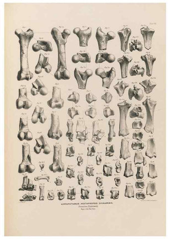 Reproducción/Reproduction 49227308143: Fauna antiqua sivalensis, being the fossil zoology of the Sewalik Hills, in the north of India. London :Smith, Elder and Co.,1846.. 