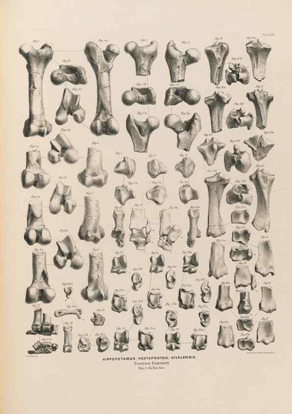 Reproducción/Reproduction 49227308143: Fauna antiqua sivalensis, being the fossil zoology of the Sewalik Hills, in the north of India. London :Smith, Elder and Co.,1846.. 