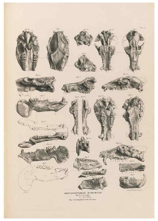 Reproducción/Reproduction 49227308778: Fauna antiqua sivalensis, being the fossil zoology of the Sewalik Hills, in the north of India. London :Smith, Elder and Co.,1846.. 