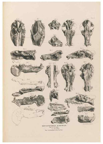 Reproducción/Reproduction 49227308778: Fauna antiqua sivalensis, being the fossil zoology of the Sewalik Hills, in the north of India. London :Smith, Elder and Co.,1846.. 