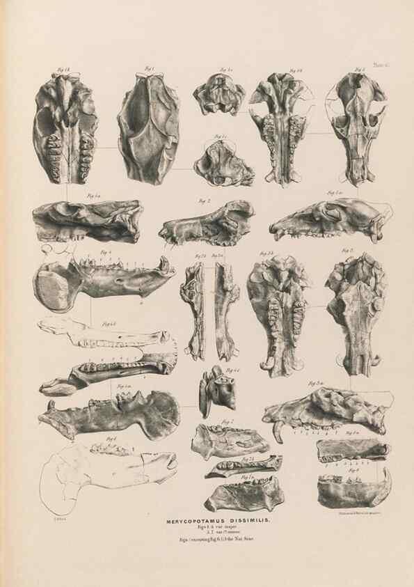 Reproducción/Reproduction 49227308778: Fauna antiqua sivalensis, being the fossil zoology of the Sewalik Hills, in the north of India. London :Smith, Elder and Co.,1846.. 