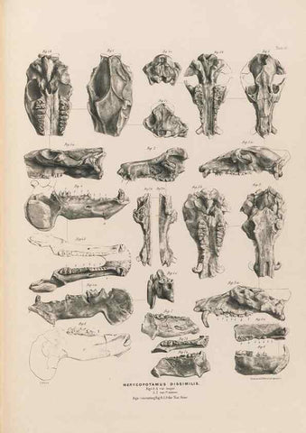Reproducción/Reproduction 49227308778: Fauna antiqua sivalensis, being the fossil zoology of the Sewalik Hills, in the north of India. London :Smith, Elder and Co.,1846.. 