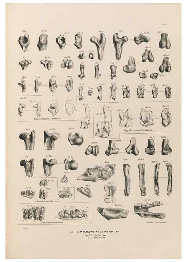 Reproducción/Reproduction 49228007027: Fauna antiqua sivalensis, being the fossil zoology of the Sewalik Hills, in the north of India. London :Smith, Elder and Co.,1846.. 
