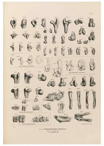 Reproducción/Reproduction 49228007027: Fauna antiqua sivalensis, being the fossil zoology of the Sewalik Hills, in the north of India. London :Smith, Elder and Co.,1846.. 