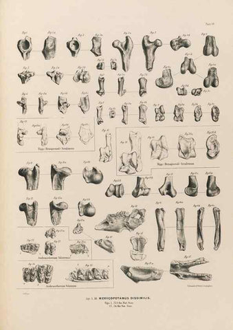 Reproducción/Reproduction 49228007027: Fauna antiqua sivalensis, being the fossil zoology of the Sewalik Hills, in the north of India. London :Smith, Elder and Co.,1846.. 