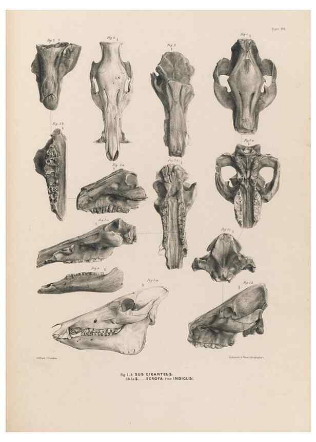 Reproducción/Reproduction 49227309588: Fauna antiqua sivalensis, being the fossil zoology of the Sewalik Hills, in the north of India. London :Smith, Elder and Co.,1846.. 