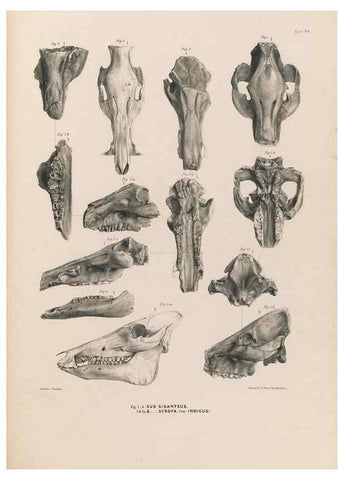 Reproducción/Reproduction 49227309588: Fauna antiqua sivalensis, being the fossil zoology of the Sewalik Hills, in the north of India. London :Smith, Elder and Co.,1846.. 