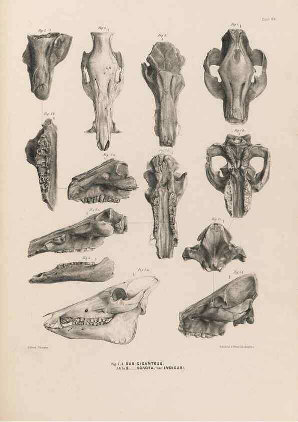 Reproducción/Reproduction 49227309588: Fauna antiqua sivalensis, being the fossil zoology of the Sewalik Hills, in the north of India. London :Smith, Elder and Co.,1846.. 