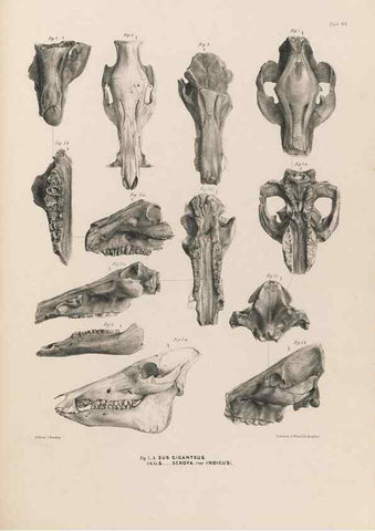Reproducción/Reproduction 49227309588: Fauna antiqua sivalensis, being the fossil zoology of the Sewalik Hills, in the north of India. London :Smith, Elder and Co.,1846.. 